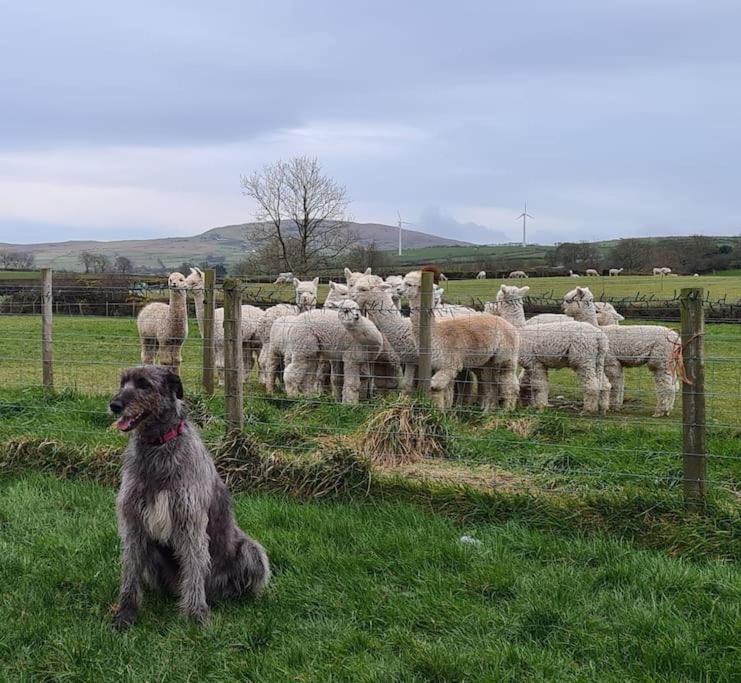 The Alpaca Farmhouse With Hot Tub And Alpaca Experience Included Dromara Exterior photo
